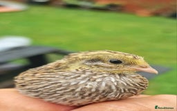 Quail poultry for sale: Chinise painted quail  - Image 10
