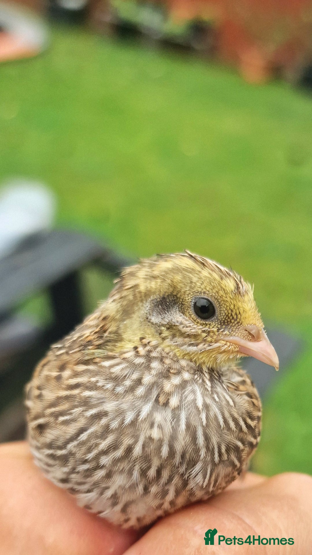 Quail poultry for sale: Chinise painted quail  - Image 10