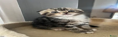 Scottish Fold Kitten 4