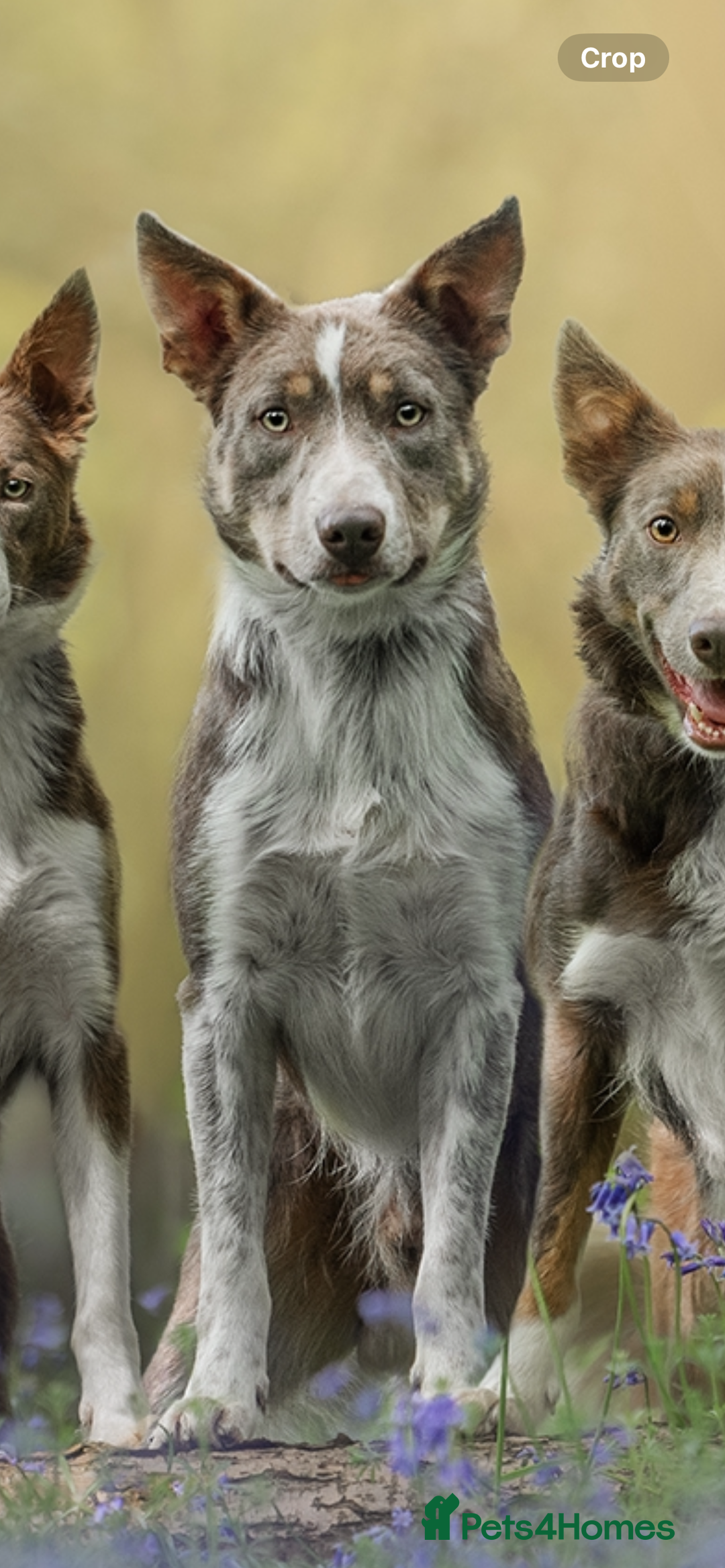 Border Collie dogs for stud: Health tested KC/ISDS smoothcoat lilac for stud  - Image 3