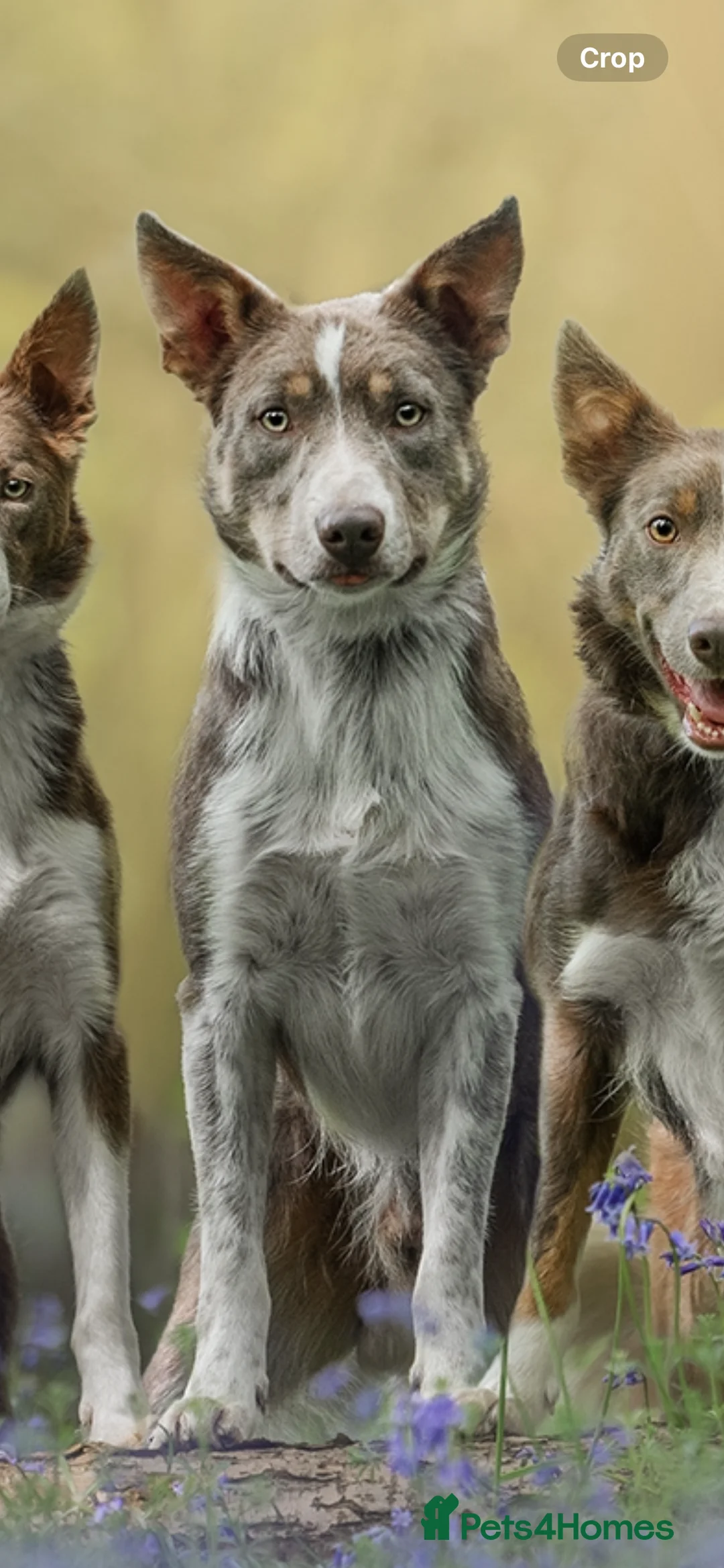 Border Collie dogs for stud: Health tested KC/ISDS smoothcoat lilac for stud  - Advert 3