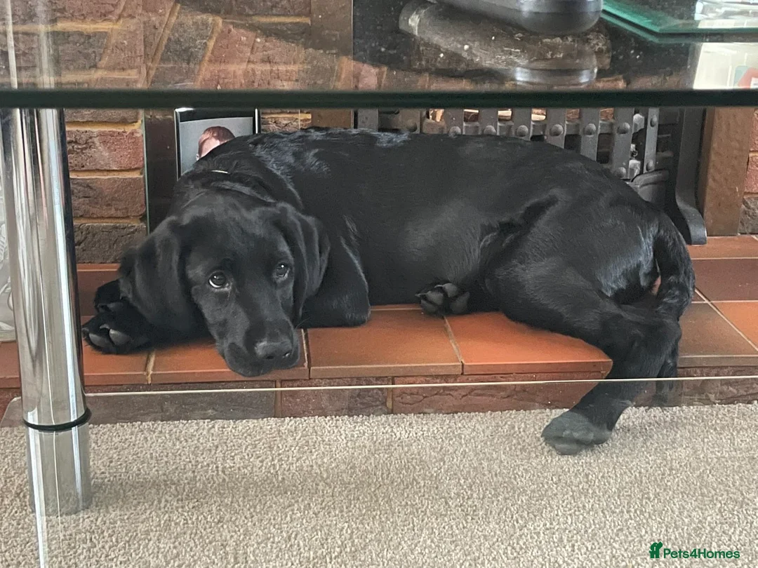 Labrador Retriever dogs for sale: Male Labrador retriever (7 months)  in Waterlooville - Advert 1