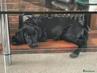 Labrador Retriever dogs Male Labrador retriever (7 months) - Advert 2