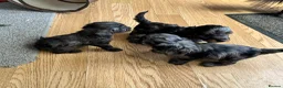 Doxiepoo dogs for sale: Stunning dachshund/poodle pups - Advert 27