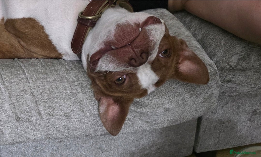 Boston Terrier dogs for sale: 2y old Boston Terrier Boy for Rehome  - Advert 3