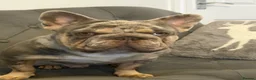 French Bulldog dogs for stud: French Buldog in Crewe - Advert 5