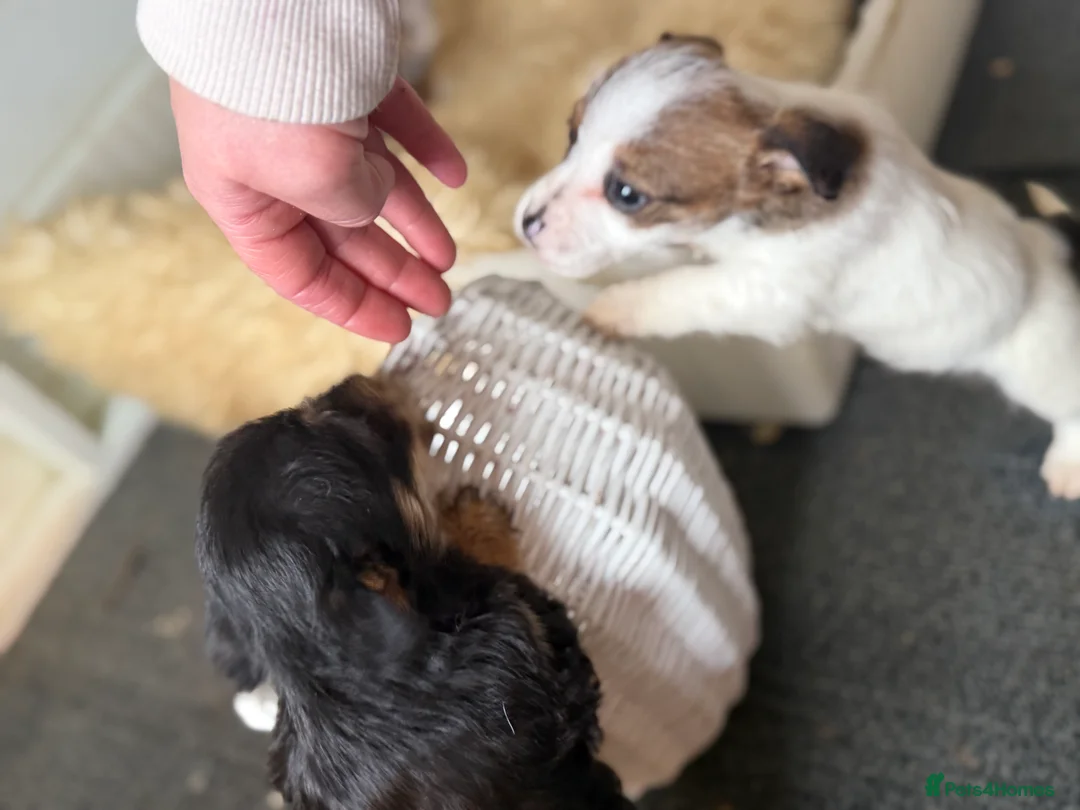 Jack Russell dogs for sale: Jack Russell puppys - Advert 2