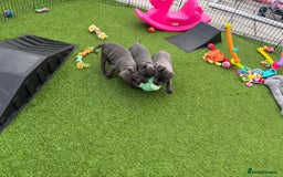 Staffordshire Bull Terrier dogs for sale: 🔥🇬🇧Staffy puppies  - Image 14