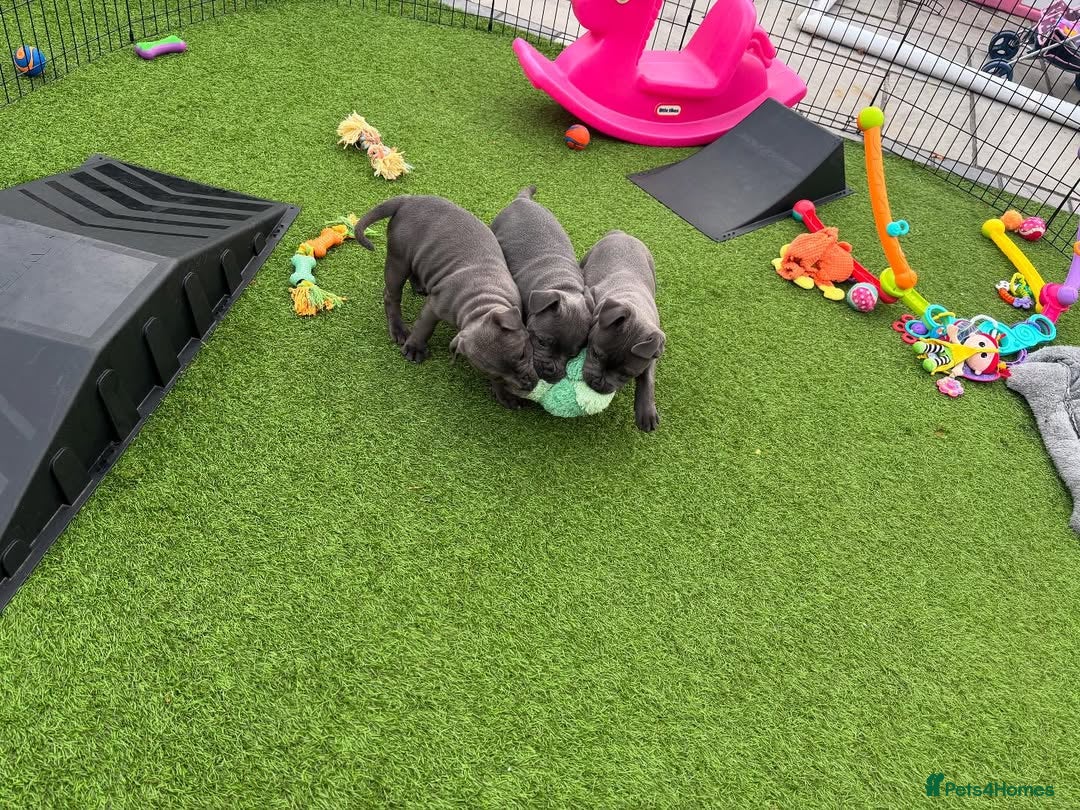 Staffordshire Bull Terrier dogs for sale: 🔥🇬🇧Staffy puppies  - Image 14