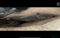Domestic Shorthair cats for sale: 5 adorable kittens are looking for home - Image 4