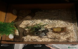 Snake reptiles for sale: Male hognose snake with vivarium and products - Image 3