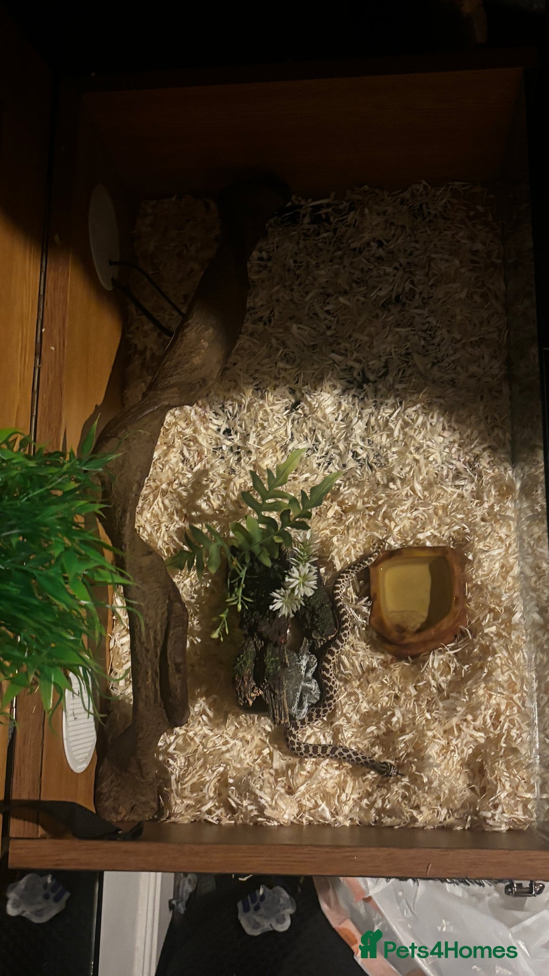 Snake reptiles for sale: Male hognose snake with vivarium and products - Image 3
