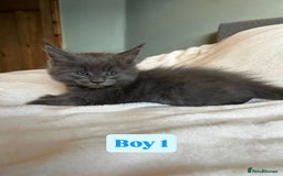 Maine Coon cats for sale: Maine Coon Kittens for Sale TICA  3 Boys & 2 Girls - Image 10