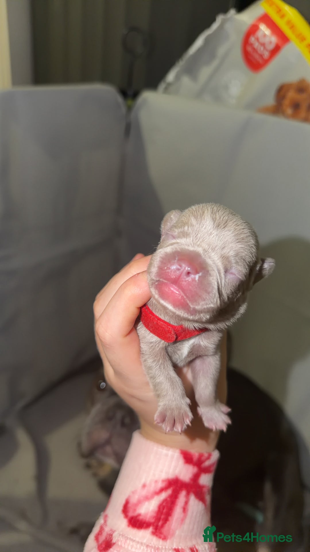 French Bulldog dogs for sale: Gorgeous Lilac, Pink Isabella, & Blue Frenchies - Advert 10