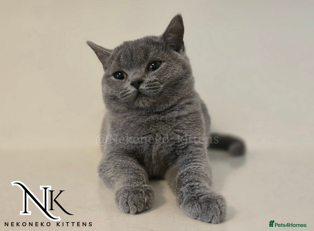 British Shorthair cats for sale: GORGEOUS GCCF REG TEDDYS 🐻🧸 READY TO LEAVE ❗️❗️ - Image 32