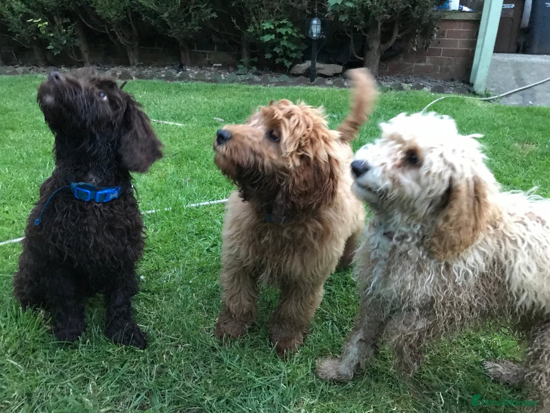 Cockapoo dogs for stud: STUD F1 Cockerpoo (5 Star 10/10} - Advert 9