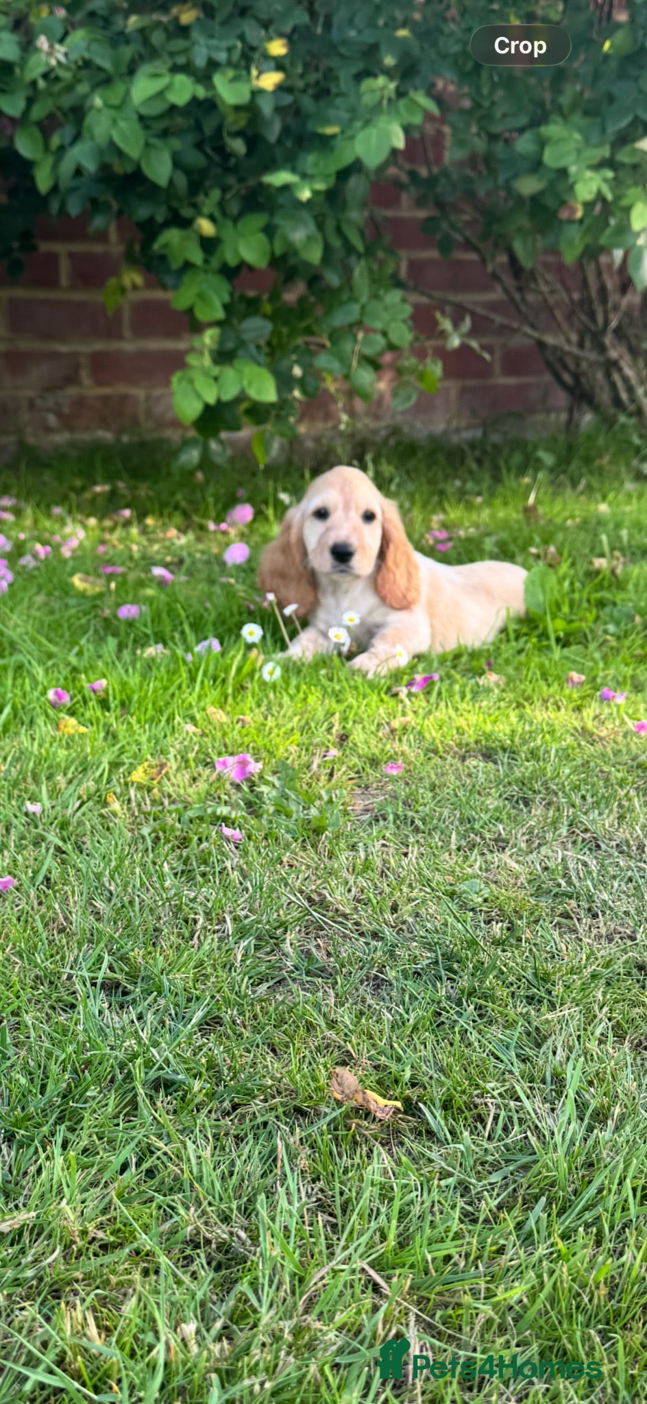 Cocker Spaniel dogs Show type cocker spaniel  - Advert 2