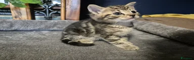 Simba