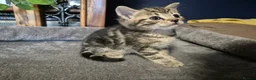 Norwegian Forest Cat cats for sale: Norwegian forest cat X marbled bengal - Advert 7
