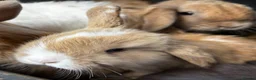 Mini Lop rabbits for sale: Pure breed Mini Lop bunnies  - Advert 24