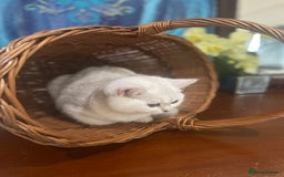 Scottish Fold cats for sale: Kittens 5  - Image 8