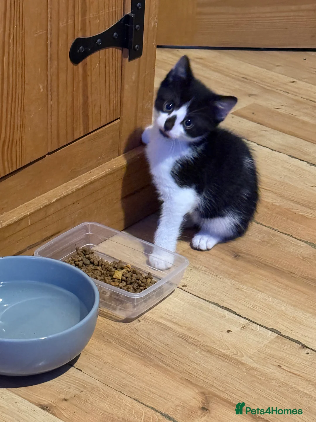 British Shorthair cats for sale: Kittens 8 weeks old boys  - Advert 11