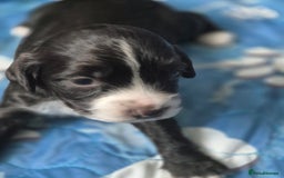 Sprocker dogs for sale: Sprockers - Image 11
