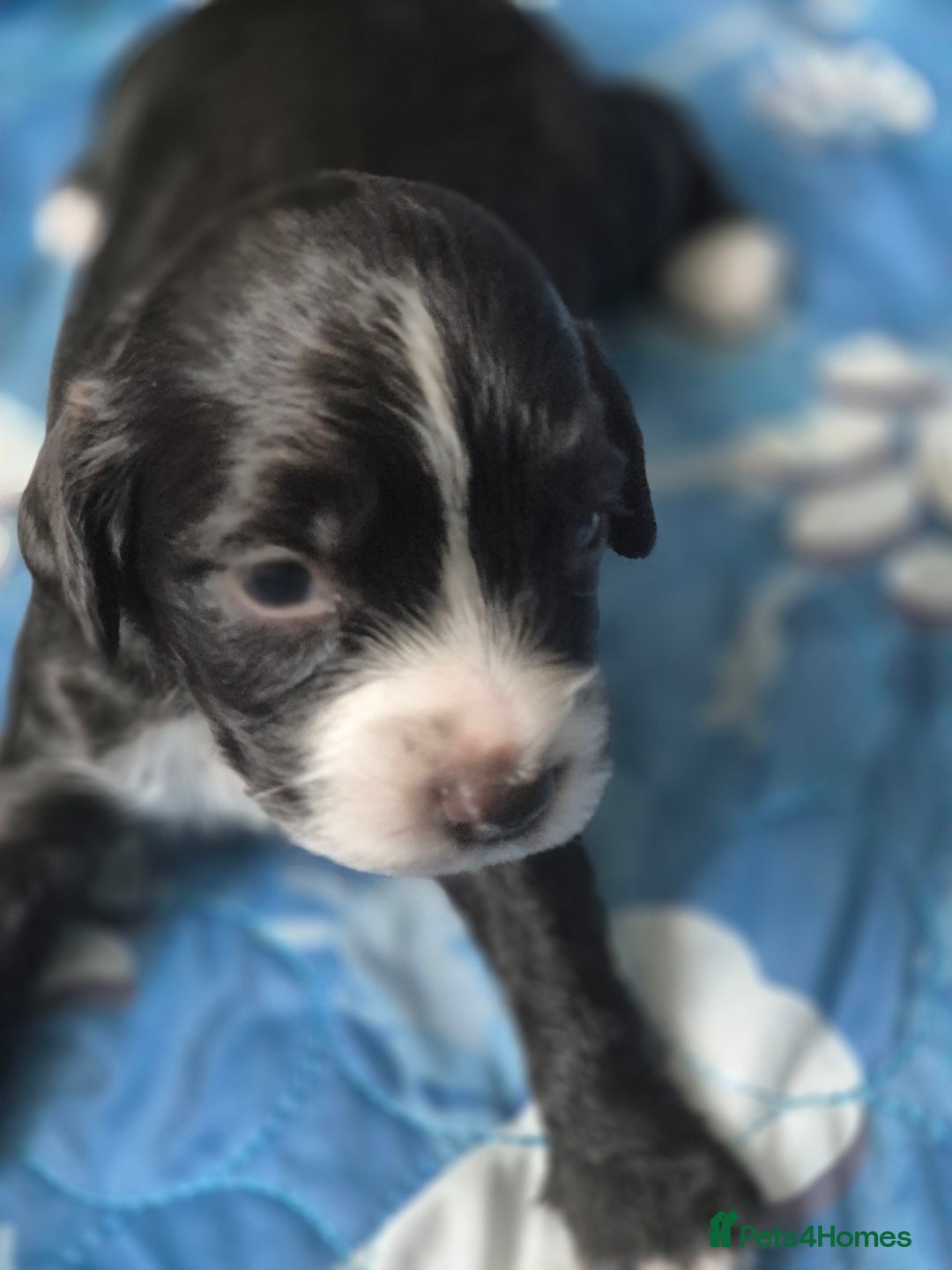 Sprocker dogs for sale: Sprockers - Image 11