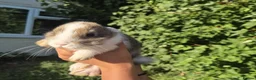 Mixed Breed rabbits for sale: 3 lionhead x lops baby bunnies  in Shrewsbury - Advert 6