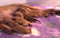 Miniature Dachshund dogs for sale: Cream Miniature Long-Haired Dachshund Puppies! - Image 1