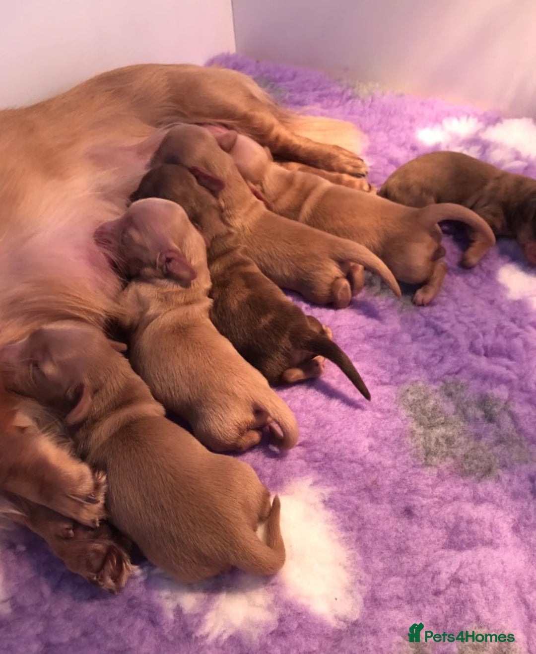 Miniature Dachshund dogs for sale: Cream Miniature Long-Haired Dachshund Puppies! - Image 1