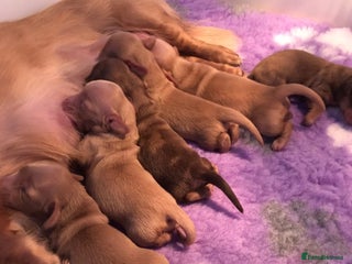 Miniature Dachshund dogs - Advert 1