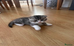 Scottish Fold cats for sale: Scottish fold and straights - Image 1