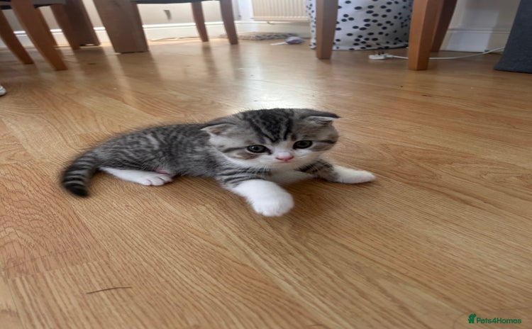 Scottish Fold cats - Advert 9