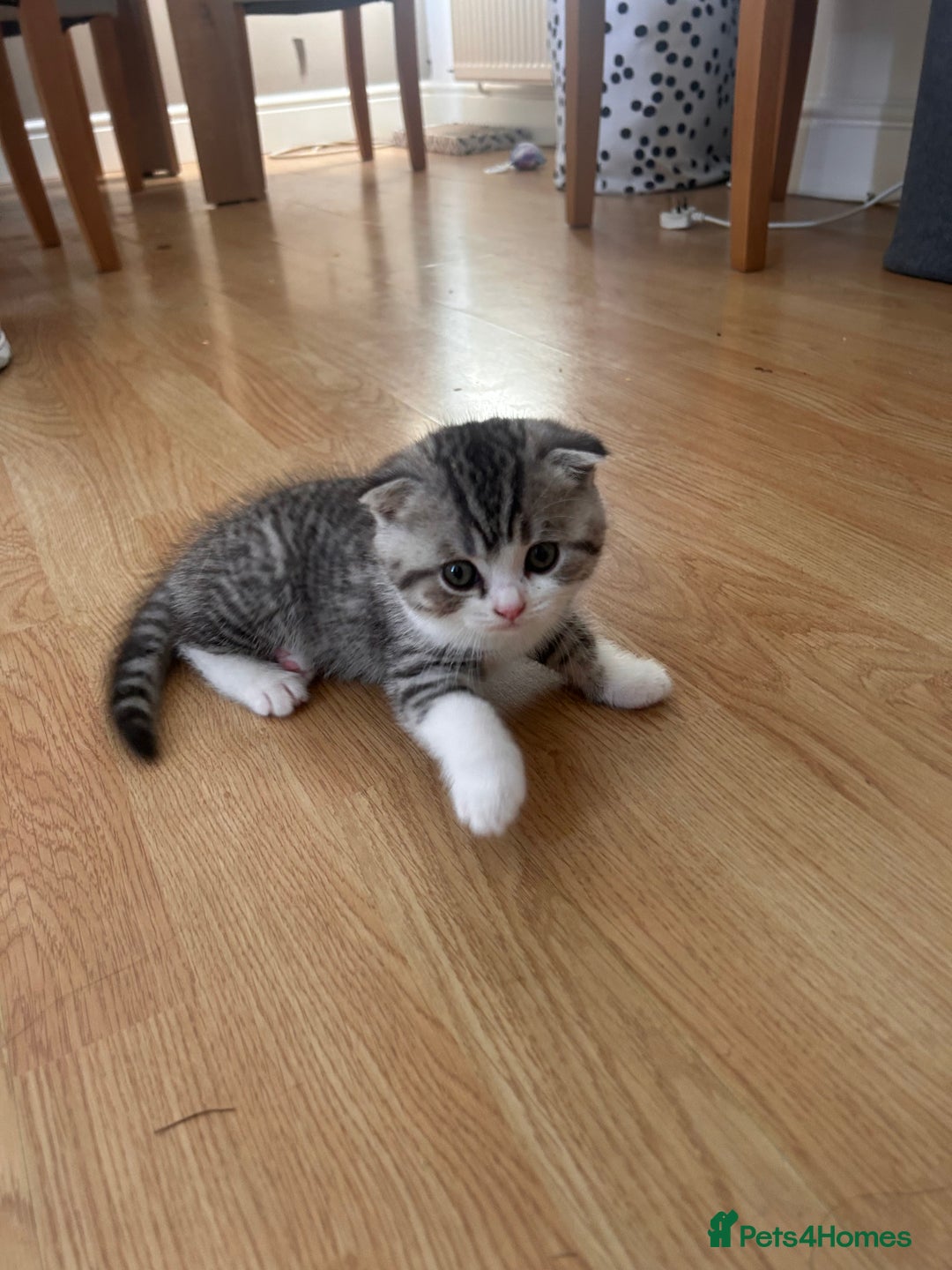 Scottish Fold cats for sale: Scottish fold and straights - Image 1