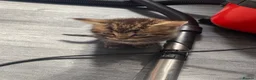 Mixed Breed cats for sale: Kittens  - Advert 8