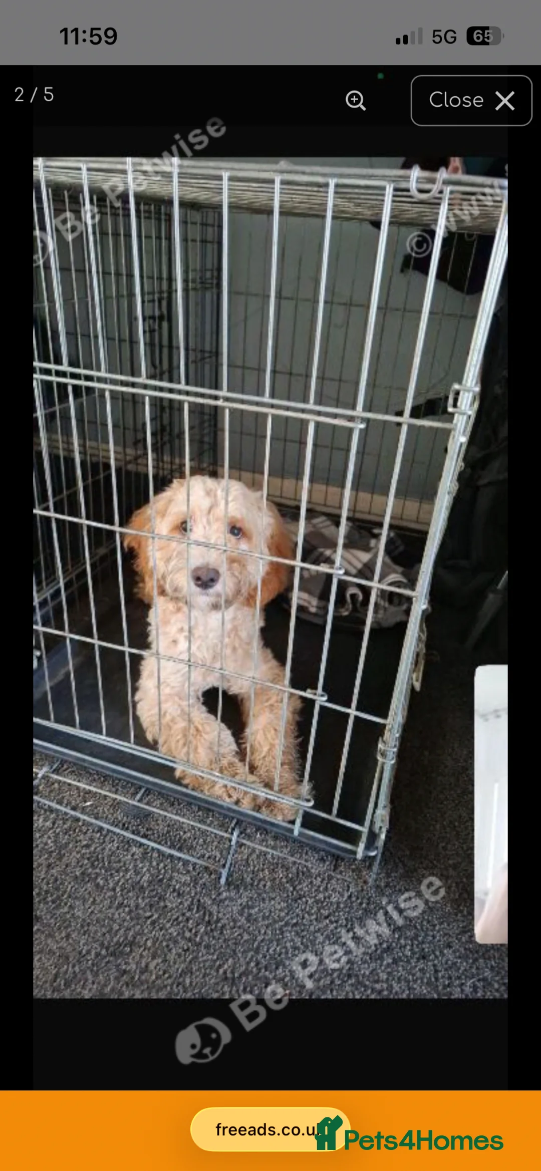 Cockapoo dogs for sale: Teddy  - Advert 2