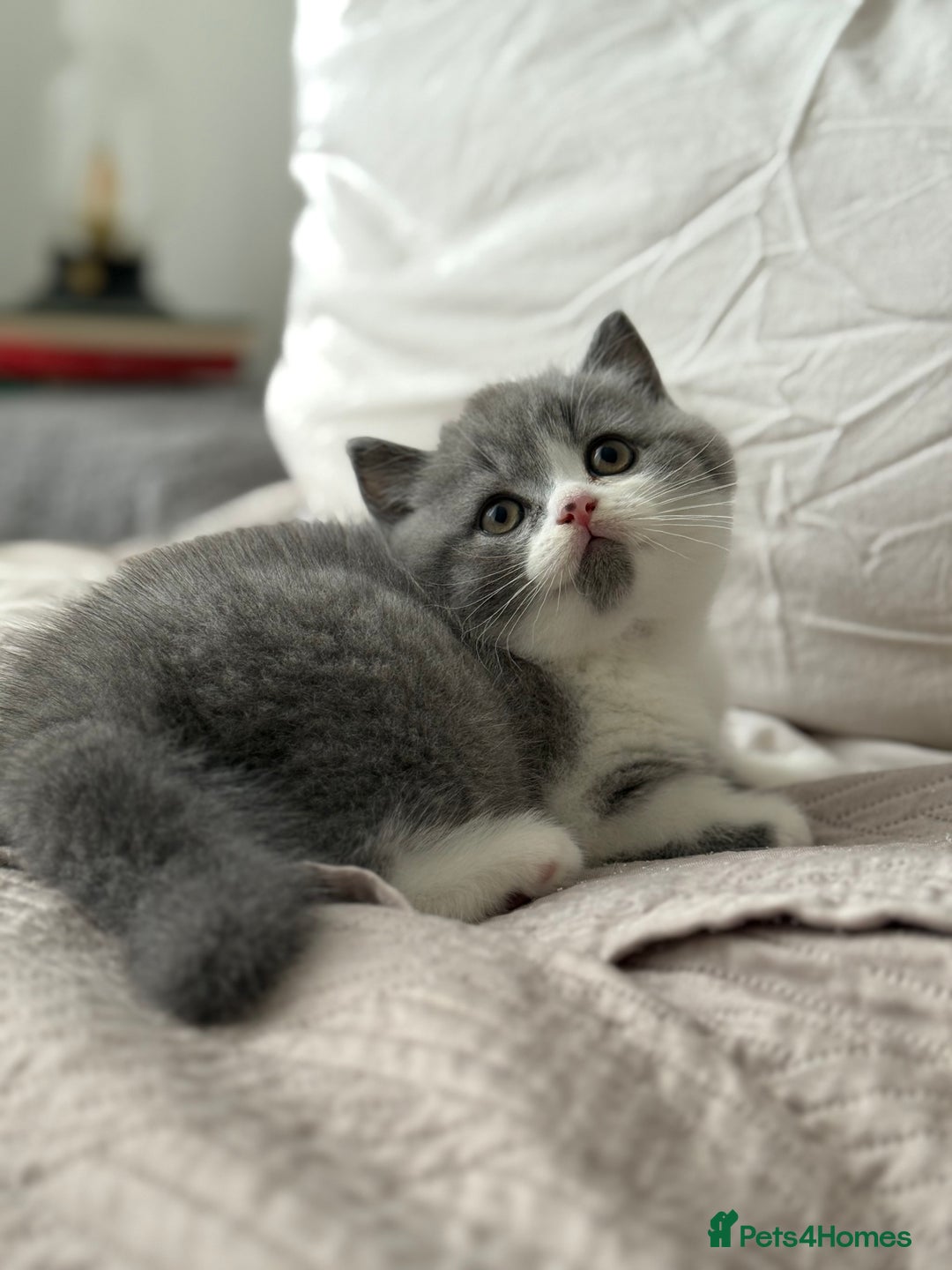 British Shorthair cats for sale: British shorthair-TICA pedigree,champion bloodline - Image 7