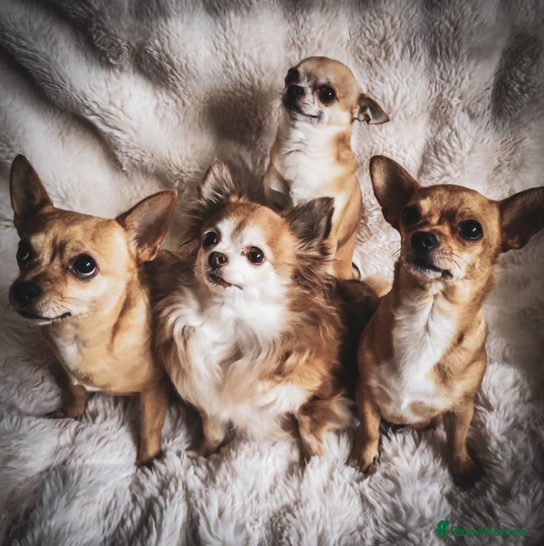 Chihuahua dogs for sale: Stunning Chihuahuas  - Advert 21