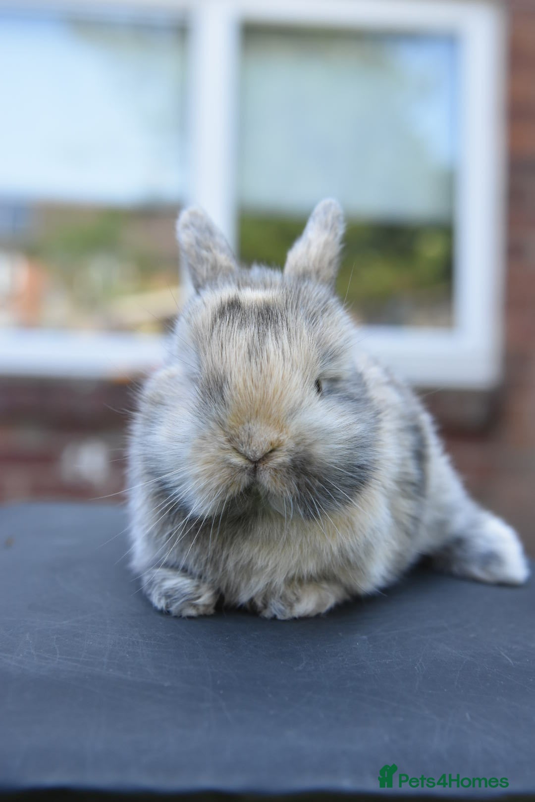 Lionhead rabbits for sale: Baby Lionhead x Lops Looking For New Home - Advert 12