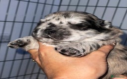 Chow Chow dogs for sale: 🐾TOP QUALITY CHOW CHOWS🐾 - Image 9