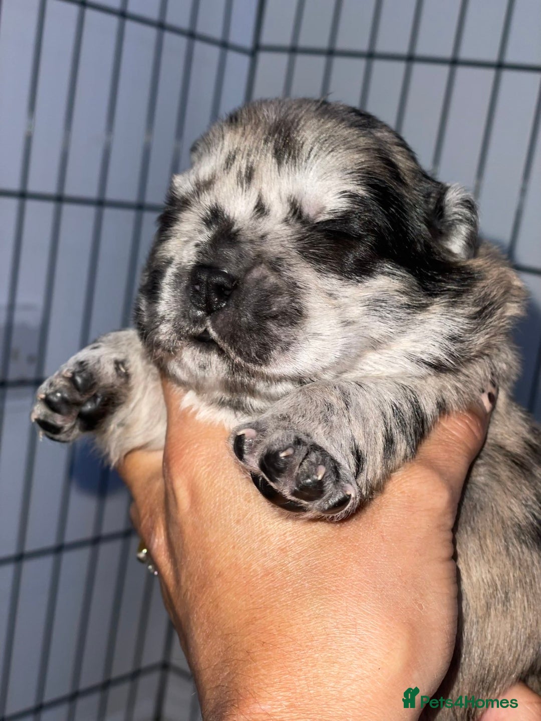 Chow Chow dogs for sale: 🐾TOP QUALITY CHOW CHOWS🐾 - Image 9