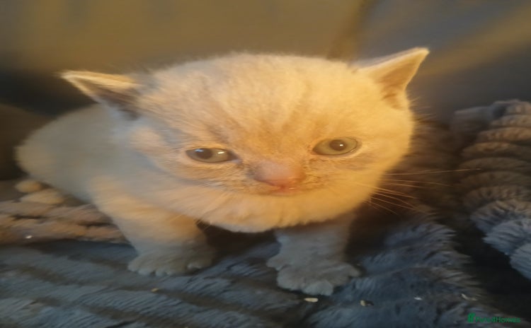 British Shorthair cats - Advert 16