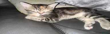 Tabby female reserved