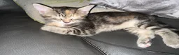 Mixed Breed cats for sale: Beautiful Kittens. Ready now - Advert 15