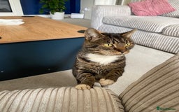 Burmese cats for sale: Gentle 10 yr old Burmess X.Looking for loving home - Image 1