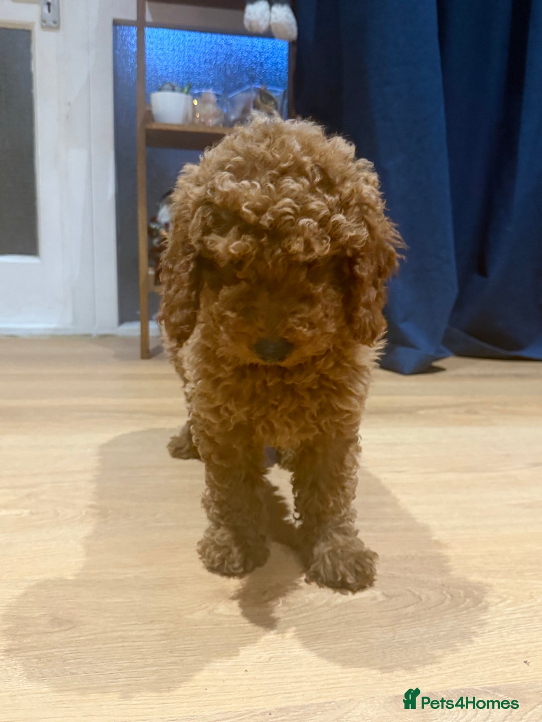 Mini Goldendoodle dogs for sale: Miniature golden doodles ready now - Advert 9
