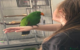 Parrots birds for sale: Male eclectus parrot  - Image 1
