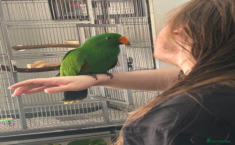 Parrots birds - Advert 1