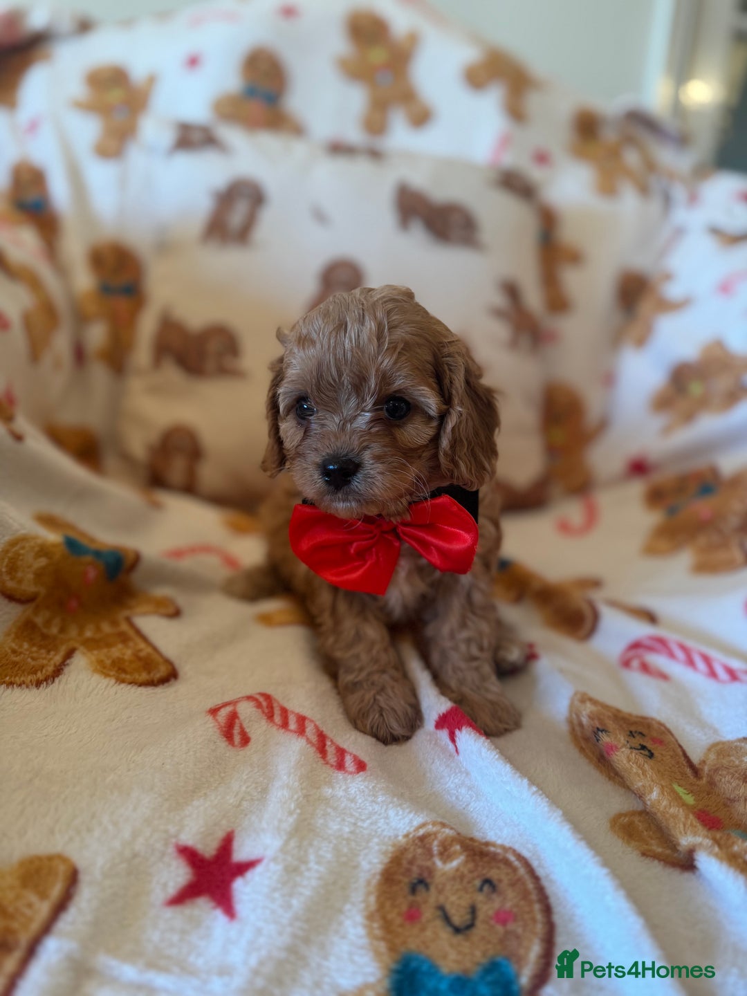 Cavapoo dogs for sale: Stunning cavapoos - Advert 14